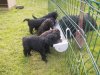  A table ..  les chiots de Roulis des Champs galants et de Ungaro de la Perte aux loups 