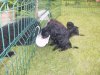 A table ..  les chiots de Roulis des Champs galants et de Ungaro de la Perte aux loups 