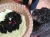 Nyaka et Mohican sont les heureux parents de 6 chiots, ns le 13 mai, 4 femelles et 2 mles. 